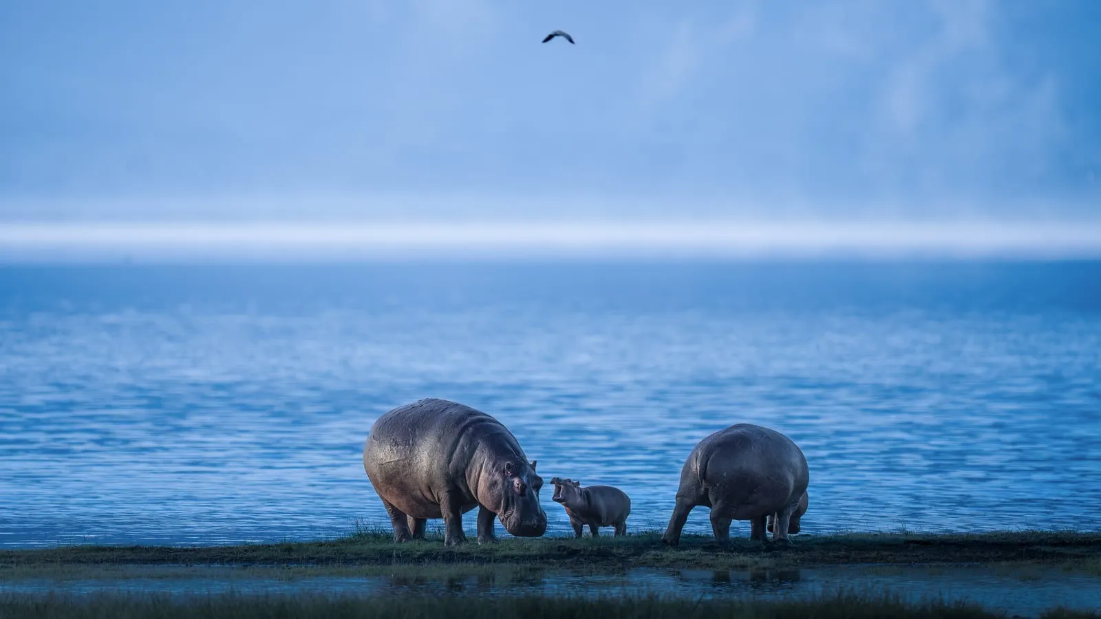 A hippopotamus calf between two adults at the edge of a lake