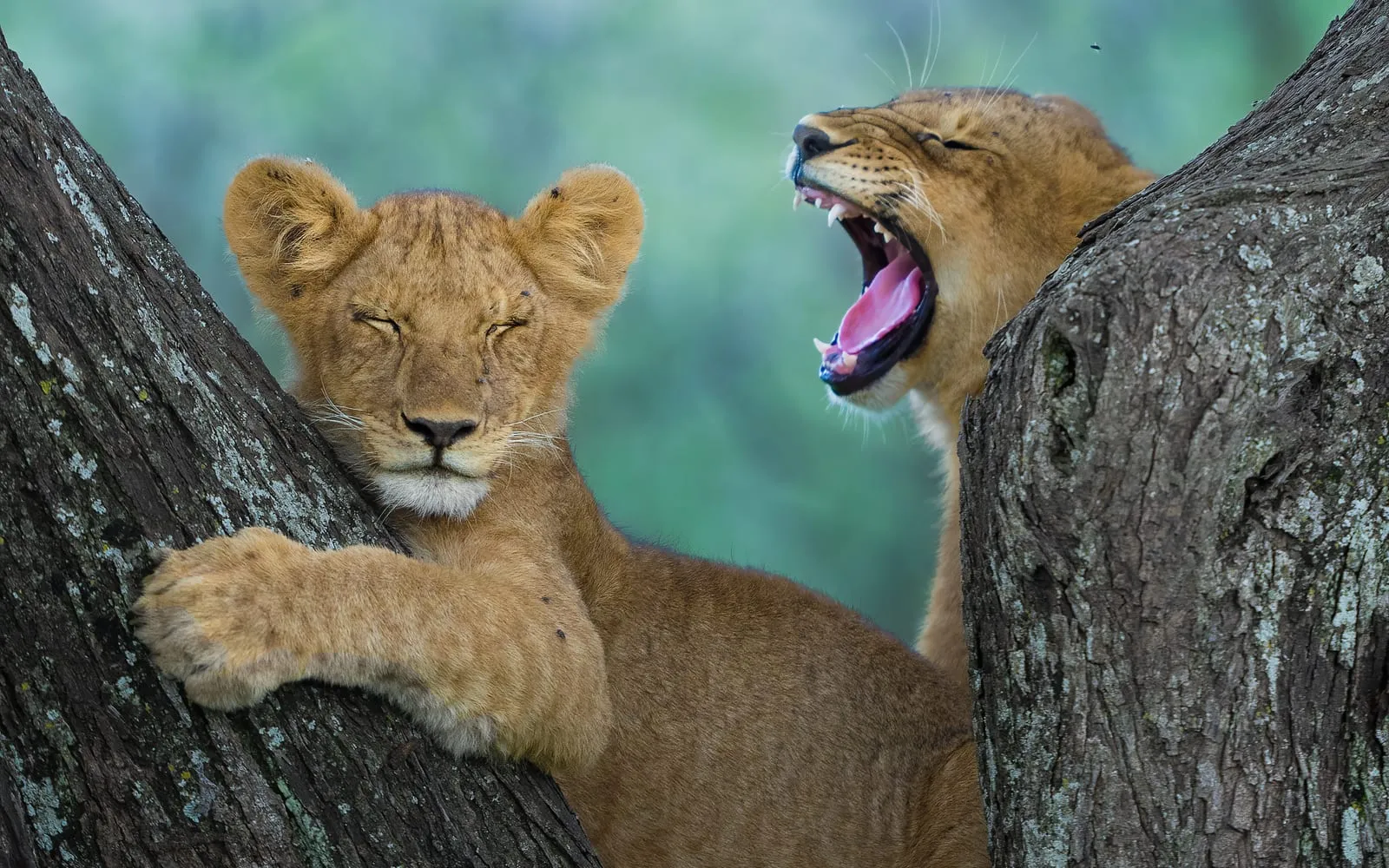 Two lion cubs in the fork of a tree, one asleep and one yawning