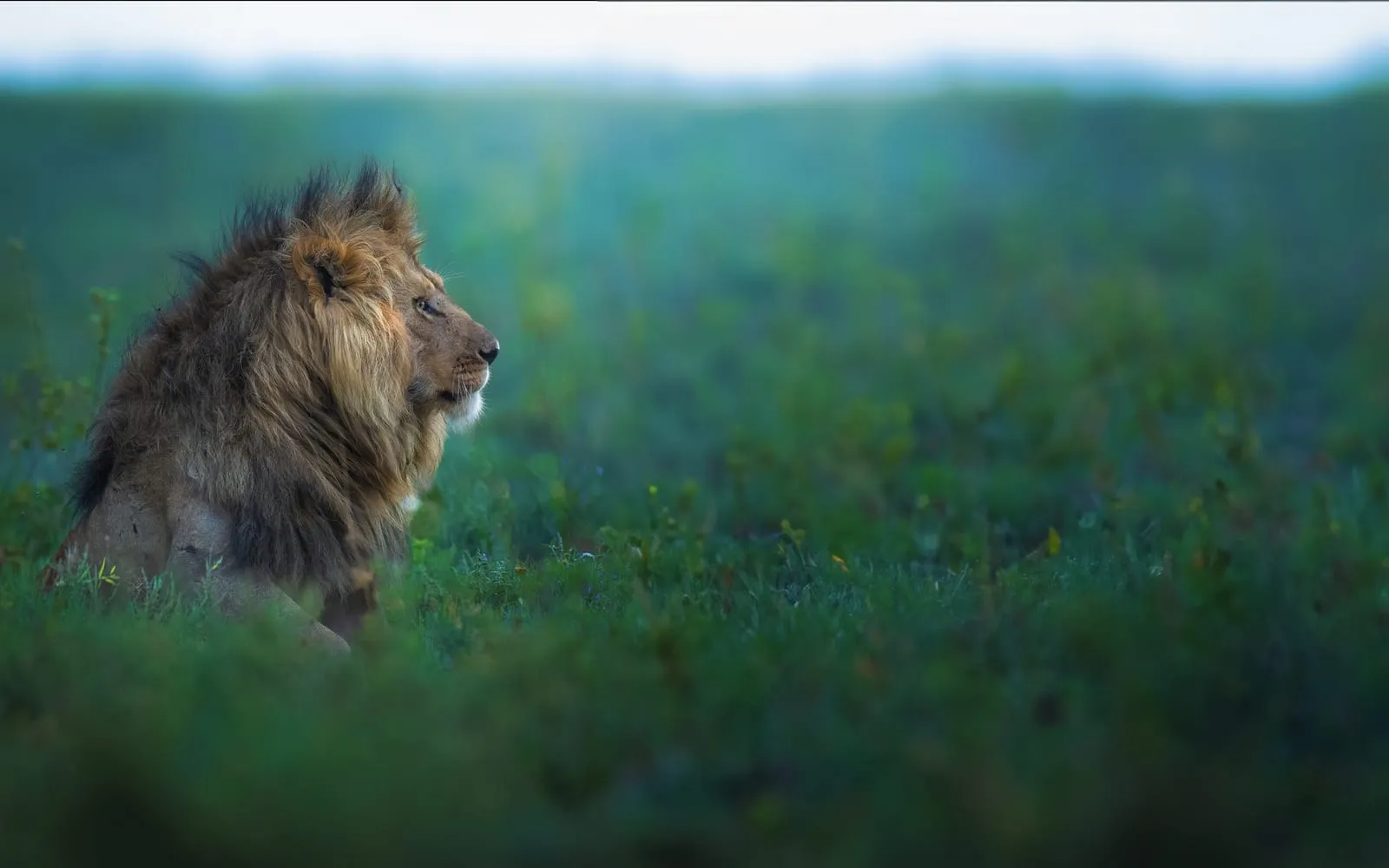 A lion sitting in tall grass, looking into the distance