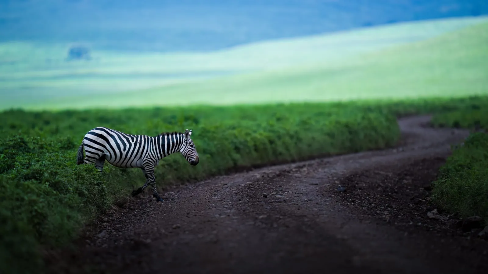A zebra crossing a dirt track between green hills