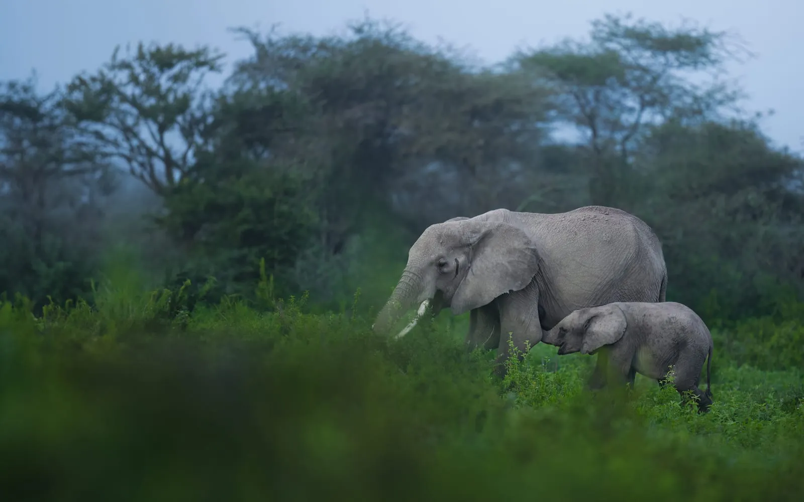 An elephant and her calf walking through green bush